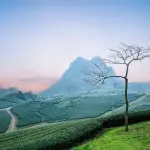 Tè neri e tè rossi. In Cina rosso, in Occidente nero