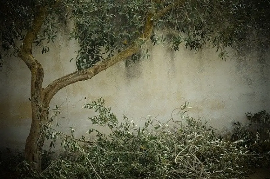 Le fasi della coltivazione delle piante da frutto