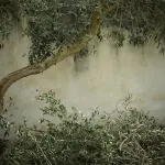 Le fasi della coltivazione delle piante da frutto