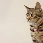 Gatto bengala: cosa sapere sul carattere e sui costi