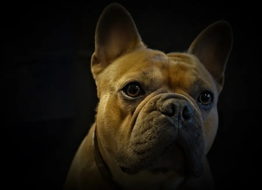 Bulldog francese: i luoghi comuni su questo splendido cane