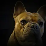 Bulldog francese: i luoghi comuni su questo splendido cane